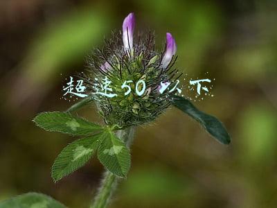 超速50 以下