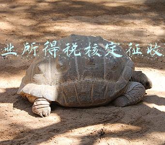 企业所得税核定征收条件