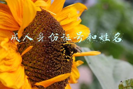 成人身份证号和姓名