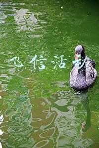 飞信活动