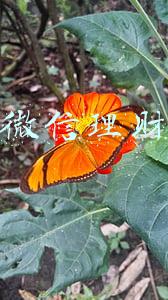 微信理财