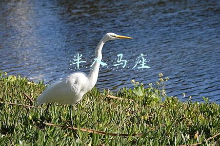 半人马座