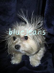bluejeans