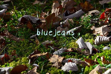 bluejeans
