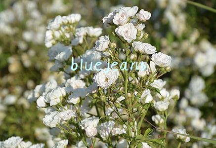 bluejeans 视频会议(谷歌眼镜2企业版将支持视频会议软件BlueJeans)