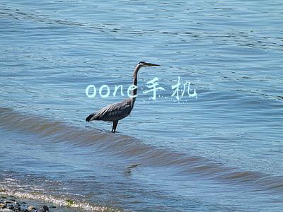 oone手机
