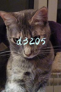 d3205