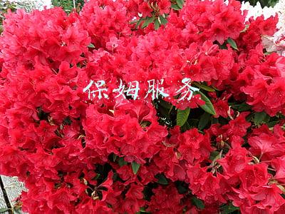保姆服务