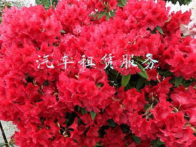 汽车租赁服务