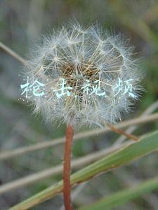 里滕豪斯枪击视频(美国青年枪杀2人被判无罪 有枪支零售商趁机大甩卖)