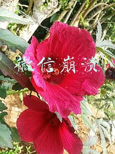 微信崩溃聊天记录丢失(微信聊天记录怎么恢复，四种恢复方法等你学)