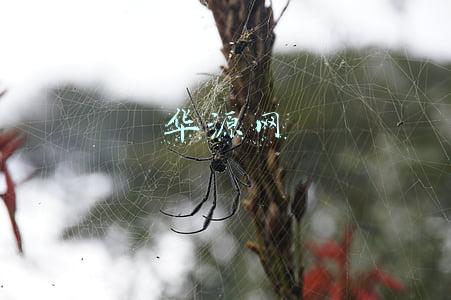 华源网