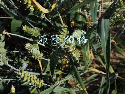 布隆伯格