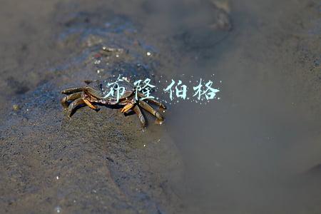 布隆伯格