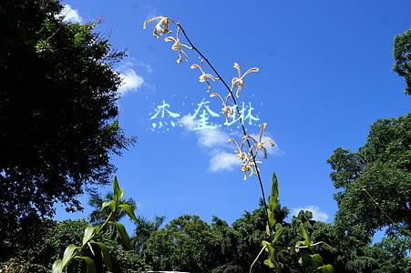 杰奎琳