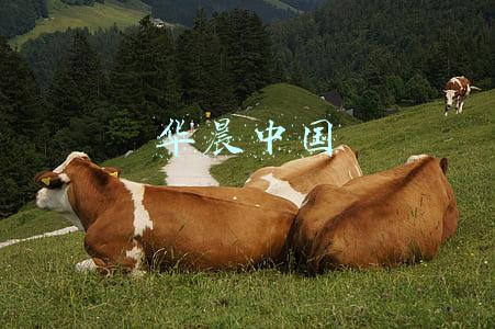 华晨中国最新消息(BRILLIANCE CHI(01114.HK)公布，内容有关华晨重整)