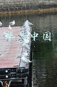 华晨中国