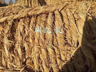 周凯旋