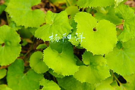 杨阳洋
