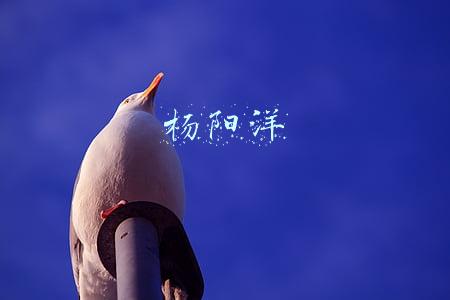 杨阳洋