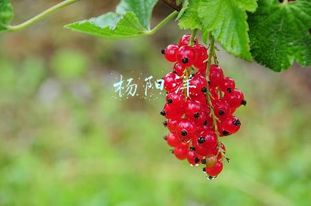 杨阳洋