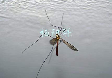 杨阳洋