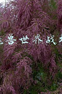 魔兽世界战场