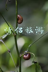 情侣旅游