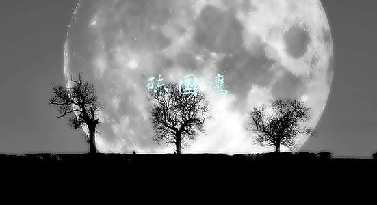 陈国鹰