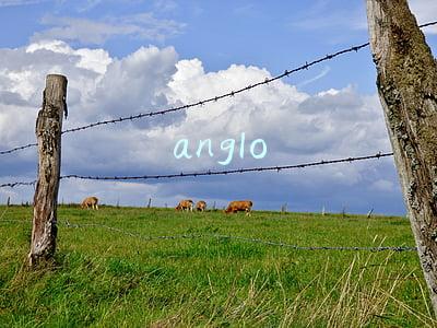 anglo