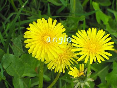 anglo-saxon(英语国家概况名词解释)