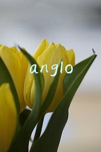 anglo