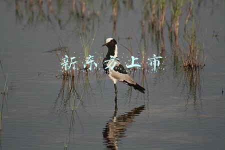 新东方上市