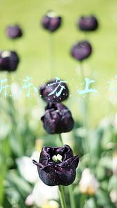 新东方上市