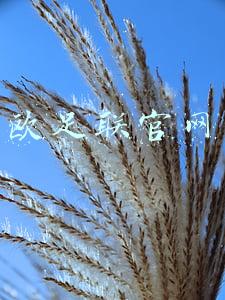 欧足联官网