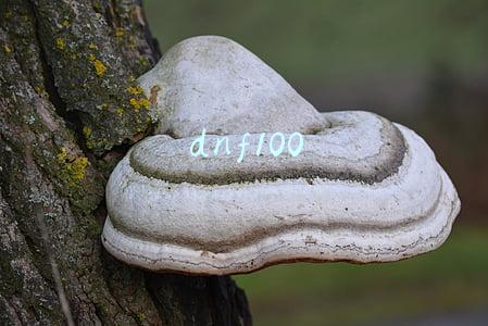 dnf100