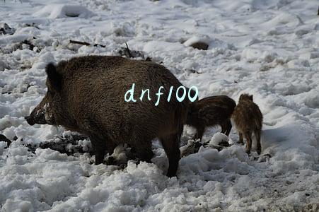dnf100