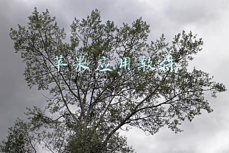 苹果应用软件