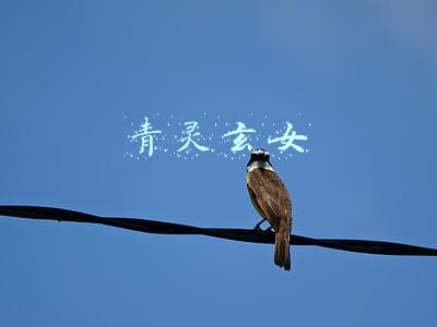 青灵玄女