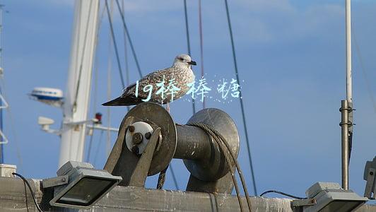 lg棒棒糖