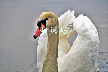 电视塔