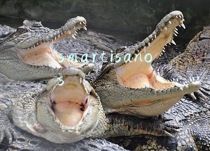 smartisanos