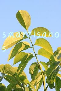 smartisanos