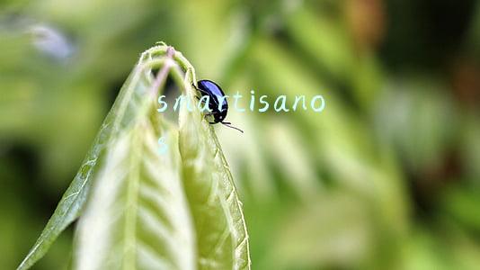 smartisanos