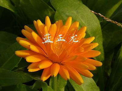 蓝正龙