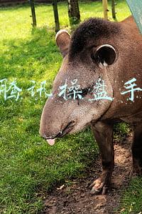 腾讯操盘手连接不上服务器(「深度」触手直播无法访问，昔日明星平台为何没落？)
