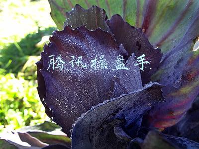 腾讯操盘手