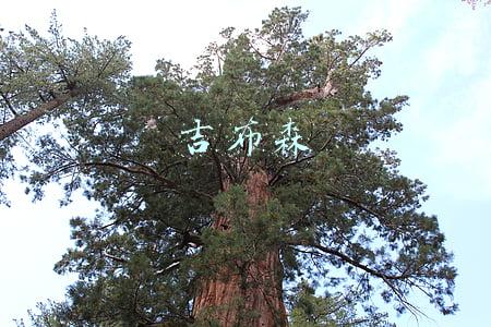 吉布森