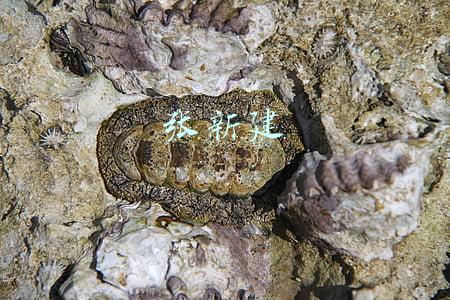 张新建