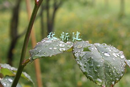 张新建